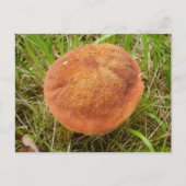 Carte postale Ruby Bolete Mushroom (Devant)