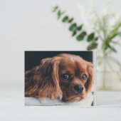 Carte Postale Ruby Cavalier King Charles Spaniel Chien Chien Chi (Debout devant)