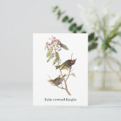 Carte Postale Ruby couronné Kinglet, John Audubon (Debout devant)
