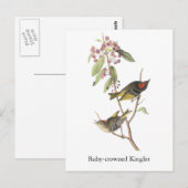 Carte Postale Ruby couronné Kinglet, John Audubon (Devant / Derrière)
