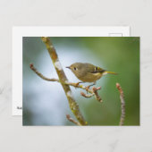 Carte Postale Ruby Crowned Kinglet (Devant / Derrière)