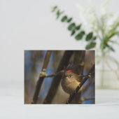 Carte Postale Ruby Crowned Kinglet 01 (Debout devant)