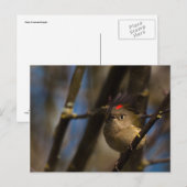 Carte Postale Ruby Crowned Kinglet 01 (Devant / Derrière)