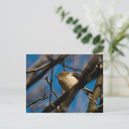 Carte Postale Ruby Crowned Kinglet 02 (Debout devant)