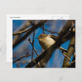 Carte Postale Ruby Crowned Kinglet 02 (Devant / Derrière)