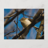 Carte Postale Ruby Crowned Kinglet 02 (Devant)