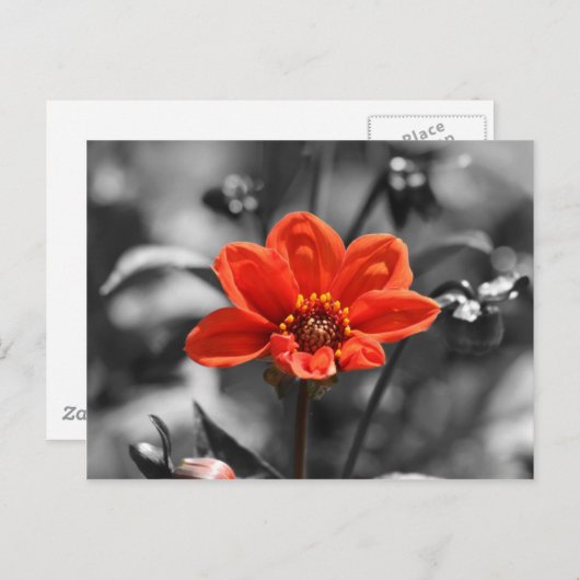 Carte postale Ruby Flower (Devant / Derrière)