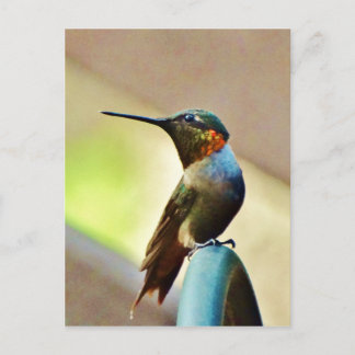 Carte Postale Ruby perché et petit colibri vert