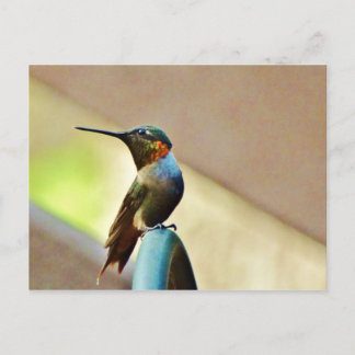 Carte Postale Ruby perché et petit colibri vert