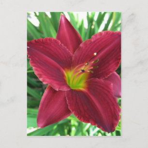 Carte postale Ruby Red Daylily