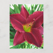Carte postale Ruby Red Daylily (Devant)