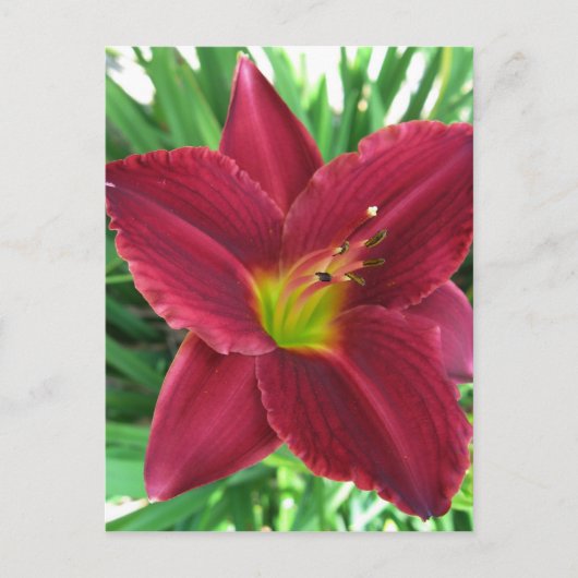 Carte postale Ruby Red Daylily (Devant)