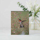 Carte Postale Ruby Throated Humming Bird (Debout devant)