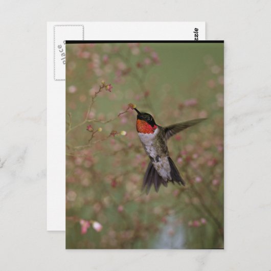 Carte Postale Ruby Throated Humming Bird (Devant / Derrière)