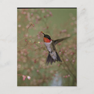 Carte Postale Ruby Throated Humming Bird