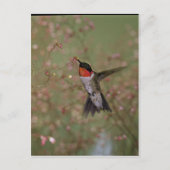Carte Postale Ruby Throated Humming Bird (Devant)