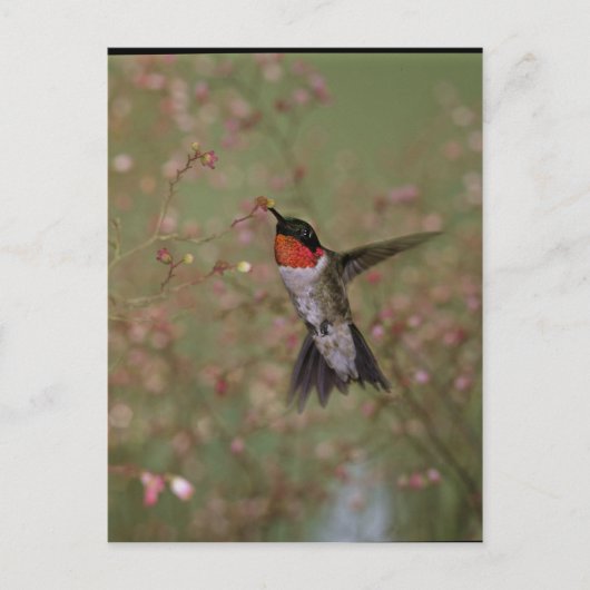 Carte Postale Ruby Throated Humming Bird (Devant)