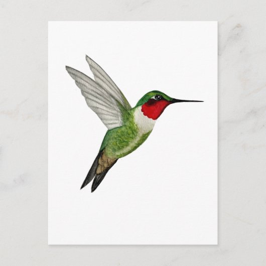 Carte Postale Ruby-throated Hummingbird (Devant)
