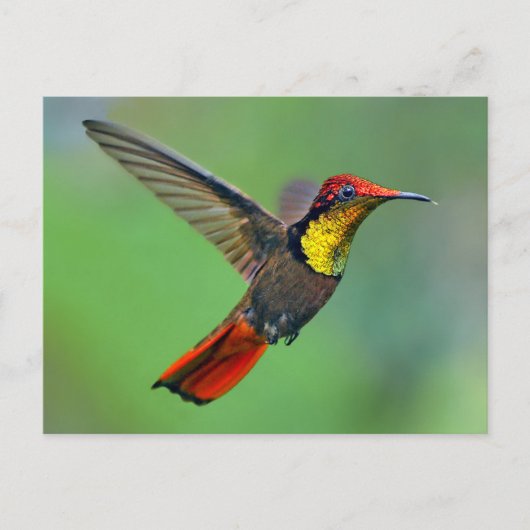 Carte Postale Ruby Topaz Hummingbird (moustique Chrysolampis) (Devant)