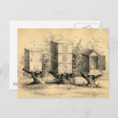 Carte Postale ruche apicole vintage (Devant / Derrière)