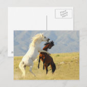 Carte Postale Ruckus (Devant / Derrière)