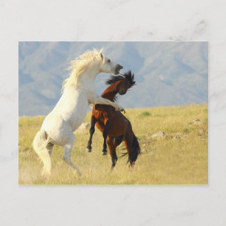 Carte Postale Ruckus