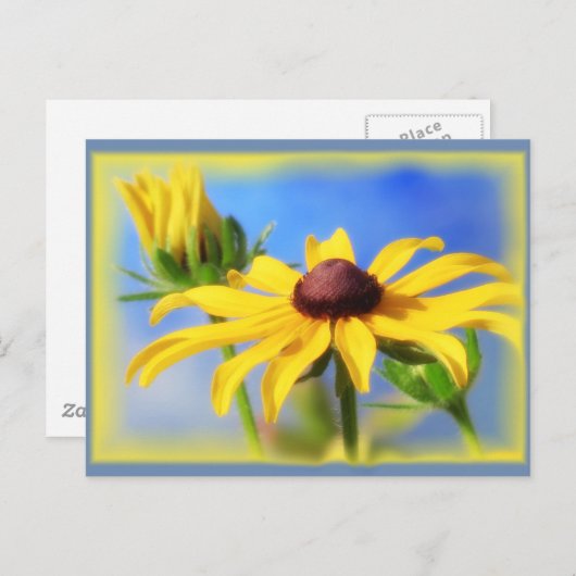 Carte Postale Rudbeckia Blues - Vignette (Devant / Derrière)