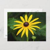 Carte Postale Rudbeckia hirta (Devant / Derrière)