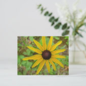 Carte Postale Rudbeckie hérissée (Debout devant)