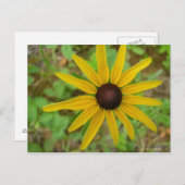 Carte Postale Rudbeckie hérissée (Devant / Derrière)