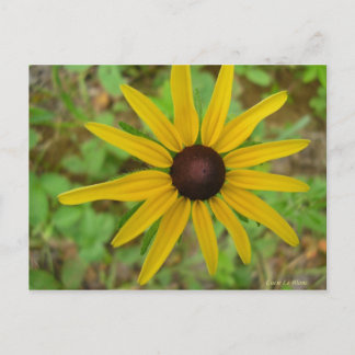 Carte Postale Rudbeckie hérissée