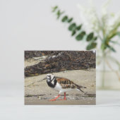 Carte Postale Ruddy Turnstone (phase estivale) (Debout devant)