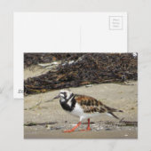 Carte Postale Ruddy Turnstone (phase estivale) (Devant / Derrière)