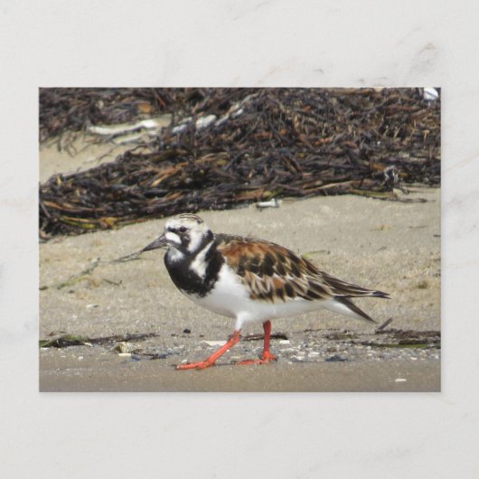 Carte Postale Ruddy Turnstone (phase estivale) (Devant)