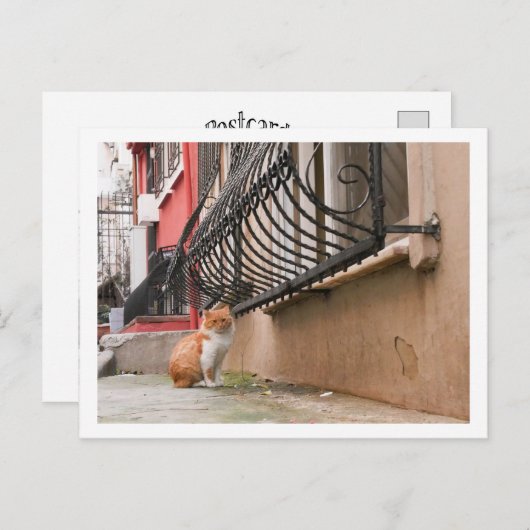 Carte Postale Rue Chat 1 (Devant / Derrière)