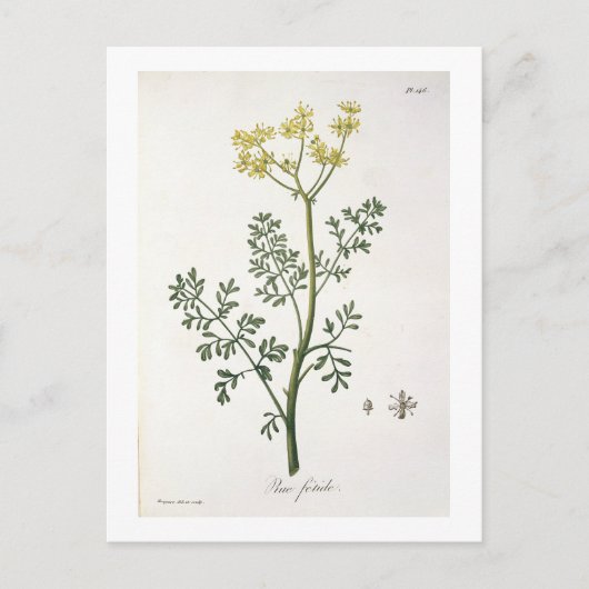 Carte Postale Rue de "Phytographie Medicale" de Joseph Roques (Devant)