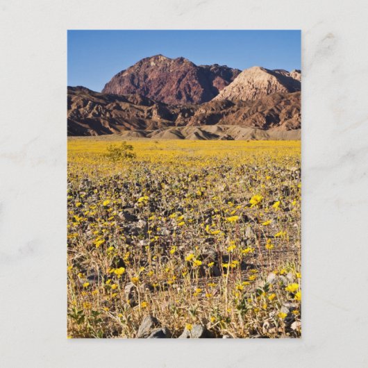 Carte Postale Ruée vers l'or (Devant)