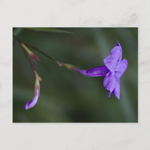 Carte Postale Ruellia simplex, closeup de pétunia mexicain