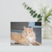 Carte Postale Ruffles (Debout devant)