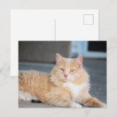 Carte Postale Ruffles (Devant / Derrière)