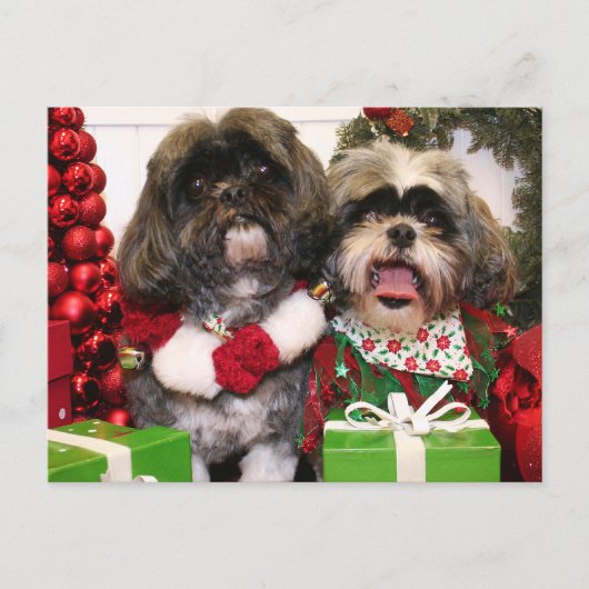 Carte Postale Ruffles et Riley - Shih Tzu - Miller (Devant)