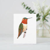 Carte Postale Rufous Hummingbird (Debout devant)