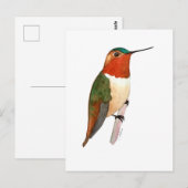Carte Postale Rufous Hummingbird (Devant / Derrière)