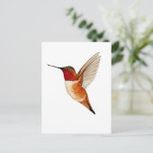 Carte Postale Rufous Hummingbird (Debout devant)