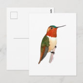 Carte Postale Rufous Hummingbird (Devant / Derrière)
