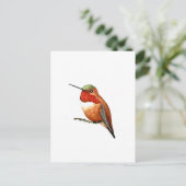 Carte Postale Rufous Hummingbird (Debout devant)