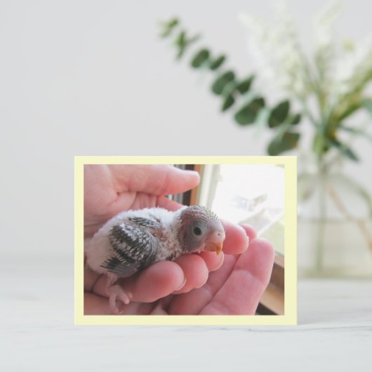 Carte Postale Rufus À 16 Jours (Debout devant)