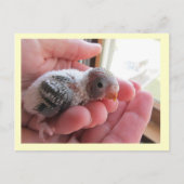 Carte Postale Rufus À 16 Jours (Devant)