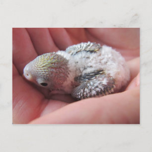 Carte Postale Rufus À 16 Jours