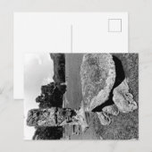 Carte Postale Ruines mayas de la tortue cosmique de Copan (Devant / Derrière)